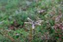 roof-sedum-close-up-eight.jpg
