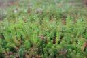 roof-sedum-close-up-two.jpg