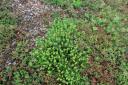 roof-sedum-close-up-five.jpg