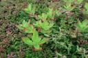 roof-sedum-close-up-one.jpg