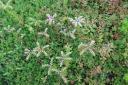 roof-sedum-close-up-seven.jpg