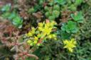 roof-sedum-close-up-six.jpg