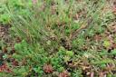 roof-sedum-time-to-weed.jpg