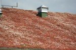 roof-sedum-3rd-july-2009-two