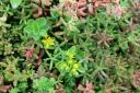 roof-sedum-close-up-four.jpg